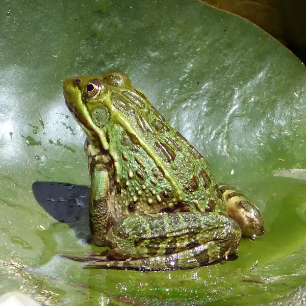 Southern leopard frog Facts, Diet, Habitat & Pictures on Animalia.bio