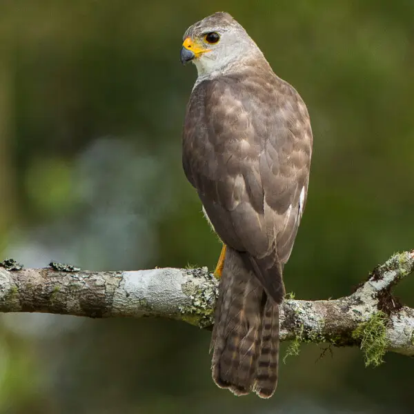 Grey goshawk - Facts, Diet, Habitat & Pictures on Animalia.bio