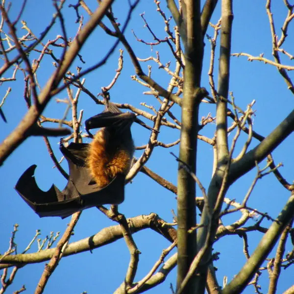 Spectacled Flying-fox