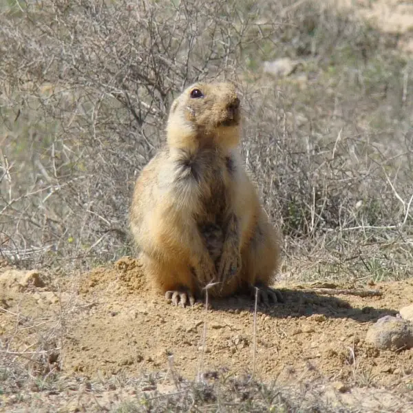 Yellow ground squirrel - Facts, Diet, Habitat & Pictures on Animalia.bio