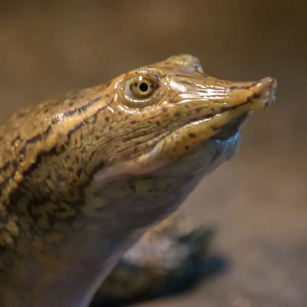 spiny softshell turtle 5 - Rocky River Nature Center