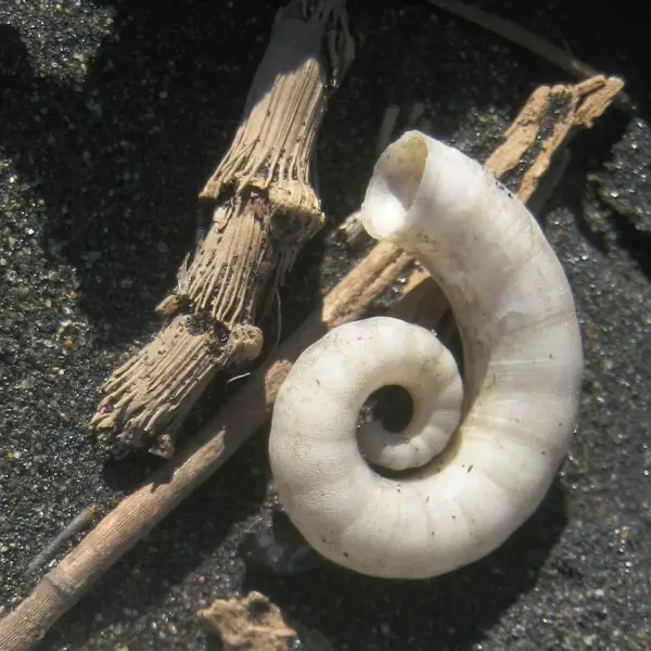 Spiral shell of ram's horn squid (Spirula spirula), on Muriwai Beach, west of Auckland, New Zealand.