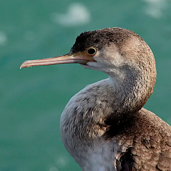 The spotted shag or parekareka (Stictocarbo punctatus) is a species of cormorant endemic to New Zealand. Originally classified as Phalacrocorax punctatus, it is sufficiently different in appearance from typical members of that genus that to be for a time 