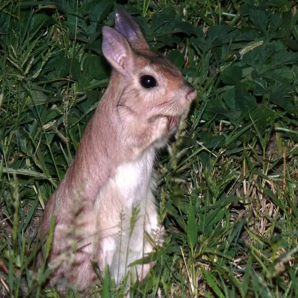 South African Springhare Facts, Diet, Habitat & Pictures on Animalia.bio