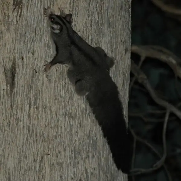 Squirrel Glider, Albury