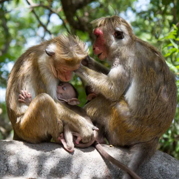 Sri Lanka