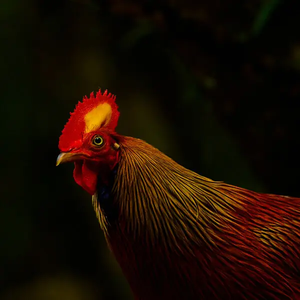 Jungle Fowl is an endemic bird to Sri Lanka where it is the national bird of the Sri Lanka.