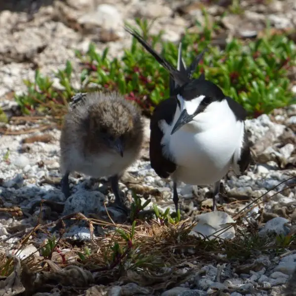 starr-170623-0794-Sesuvium_portulacastrum-Sooty_Tern_chick_and_adult-Spit_Island-Midway_Atoll