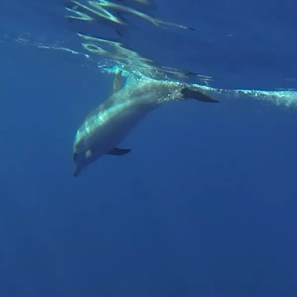 Striped dolphin_04