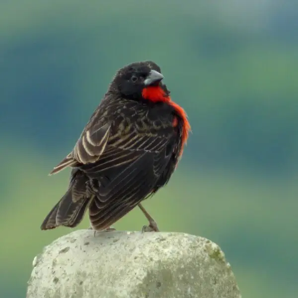 Redbreasted meadowlark Facts, Diet, Habitat & Pictures on Animalia.bio