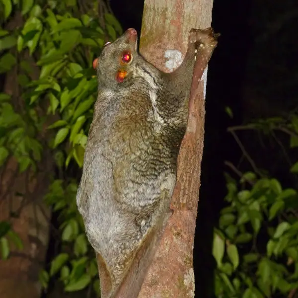 Sunda Flying Lemur (Galeopterus variegatus)