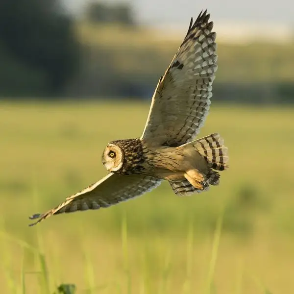 ShortEared Owl Facts, Diet, Habitat & Pictures on Animalia.bio