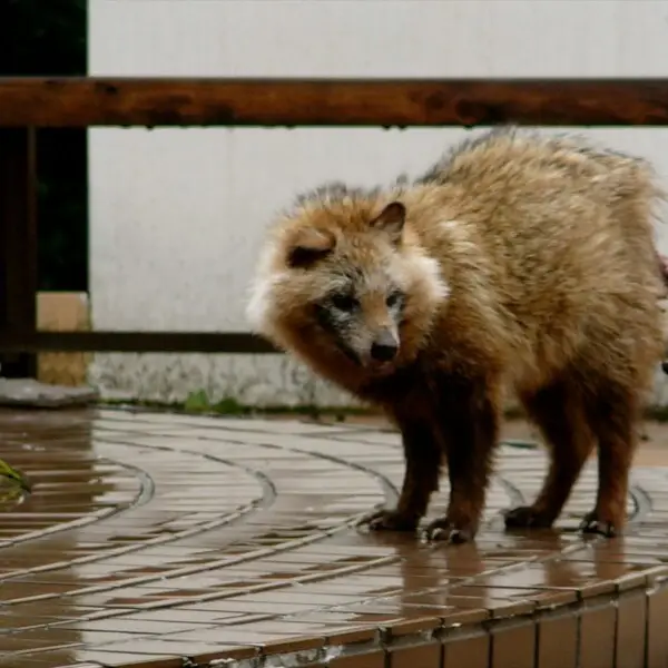 Seen in the morning on the patio at Kokokara Lodge in Japan. This animal appeared to be in bad shape... there was something wrong with its rear, either disease or someone had cut its tail off. It didn't seem to have a tail. Probably a tanuki (raccoon dog)