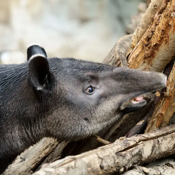 Tapir Smelling a Tree
