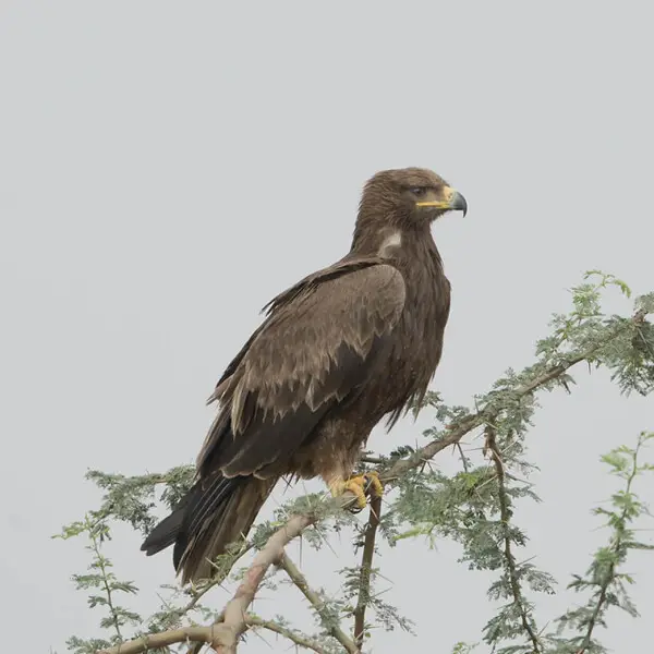 Tawny Eagle ( Aquila rapax) in dark morph. Hessaraghatta, Bangalore. 

This place used to be Hessaraghatta Lake or Reservoir created by building an earthen dam across River Arkavathy originating from Nandi Hills in 1894 to provide drinking water to Bangal