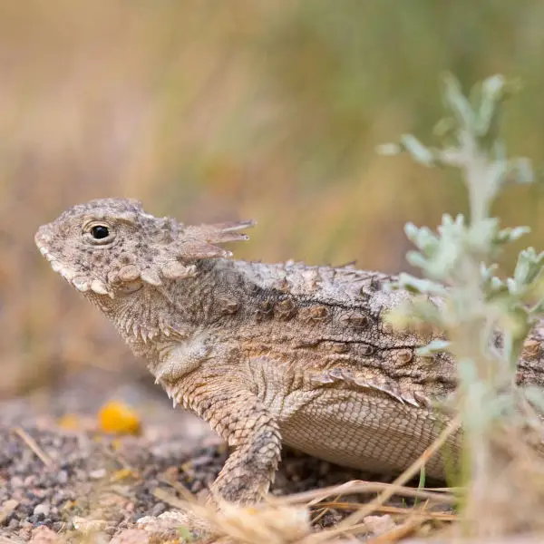 Texas Horned Lizard - Facts, Diet, Habitat & Pictures On Animalia.bio