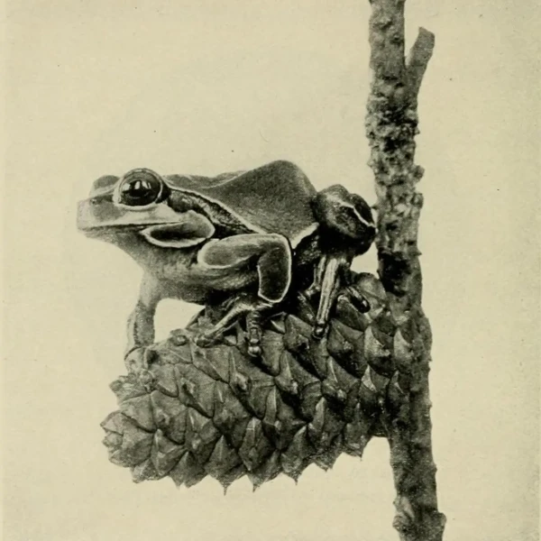 Pine Barrens tree frog