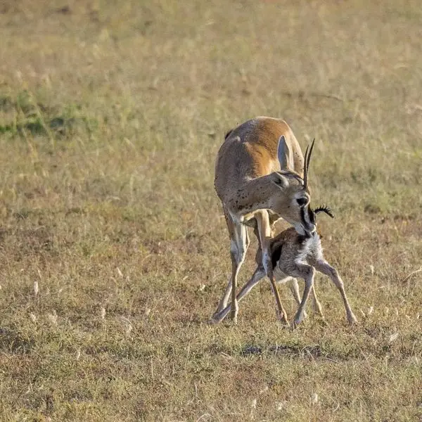 Thomson's Gazelle  / Lake Nakuru  National Park / Kenya