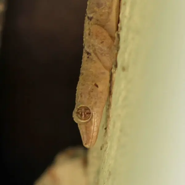 Tropical House Gecko - Hemidactylus mabouia