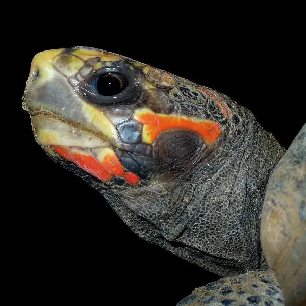Red-Footed Tortoise photo