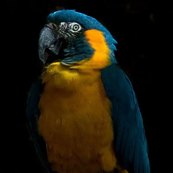 Blue-Throated Macaw photo