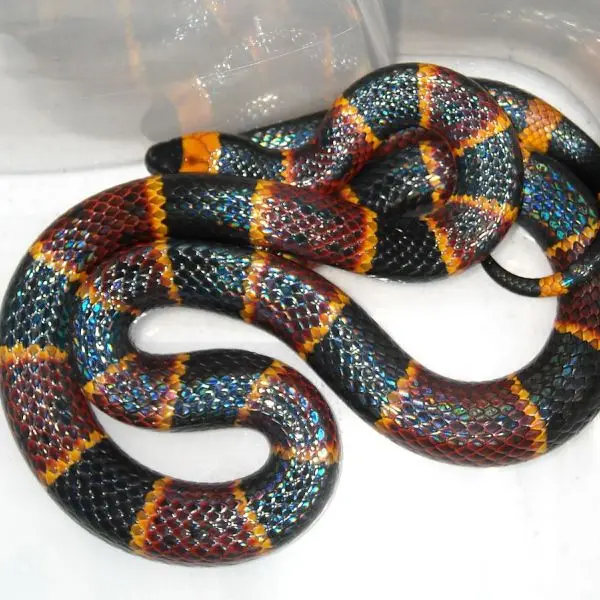 Eastern Coral Snake photo