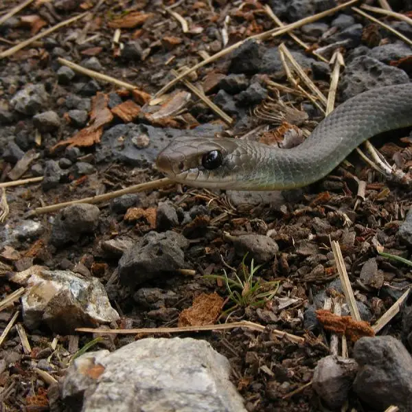 Eastern Racer - Facts, Diet, Habitat & Pictures On Animalia.bio