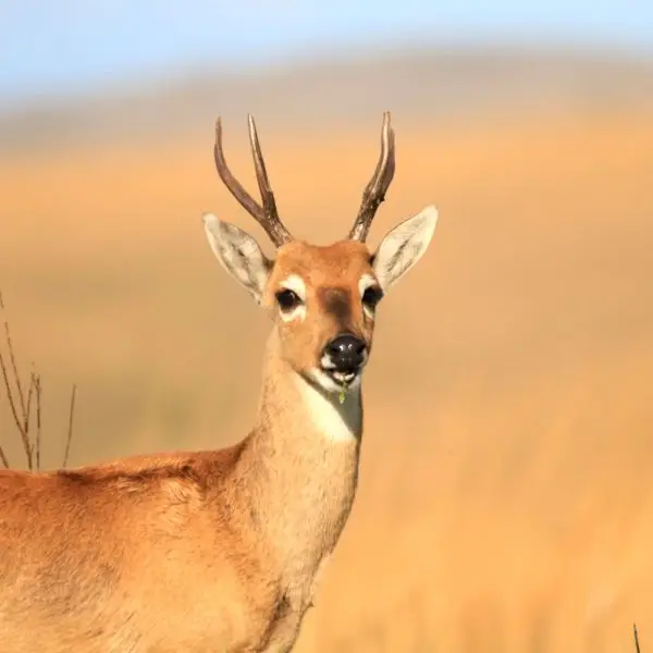 Pampas Deer - Facts, Diet, Habitat & Pictures on 