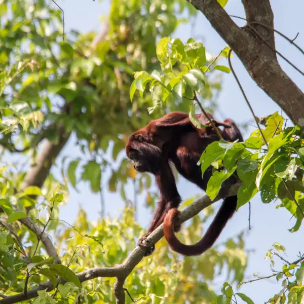 Venezuelan red howler | Araguato (Alouatta seniculus)