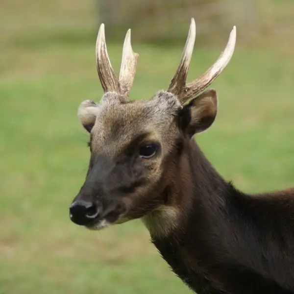 Visayan Spotted Deer