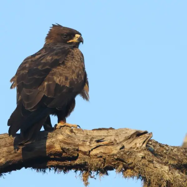 Wahlberg's eagle - Facts, Diet, Habitat & Pictures on Animalia.bio