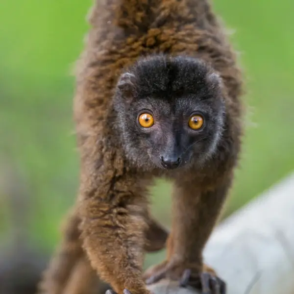 Walking female white fronted brown lemur