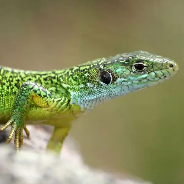 European Green Lizard photo