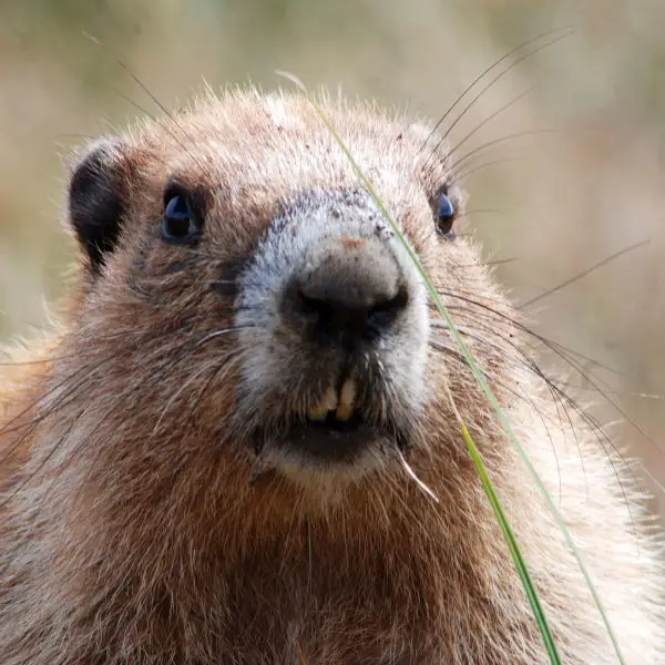 What a Lovely Marmot