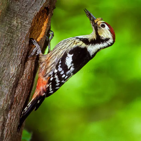 Whitebacked woodpecker Facts, Diet, Habitat & Pictures on Animalia.bio
