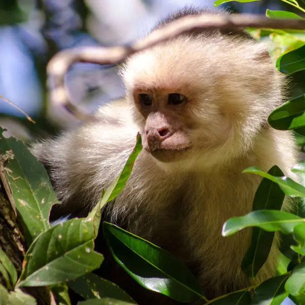 White-faced capuchin looks on, Santa Rosa, Bosque seco (dry forest), Guanacaste, Costa Rica
