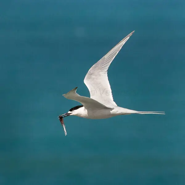 White-fronted Tern - New Zealand_FJ0A8523