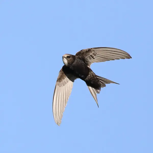 White-rumped swift, Apus caffer, at Suikerbosrand Nature Reserve, Gauteng, South Africa