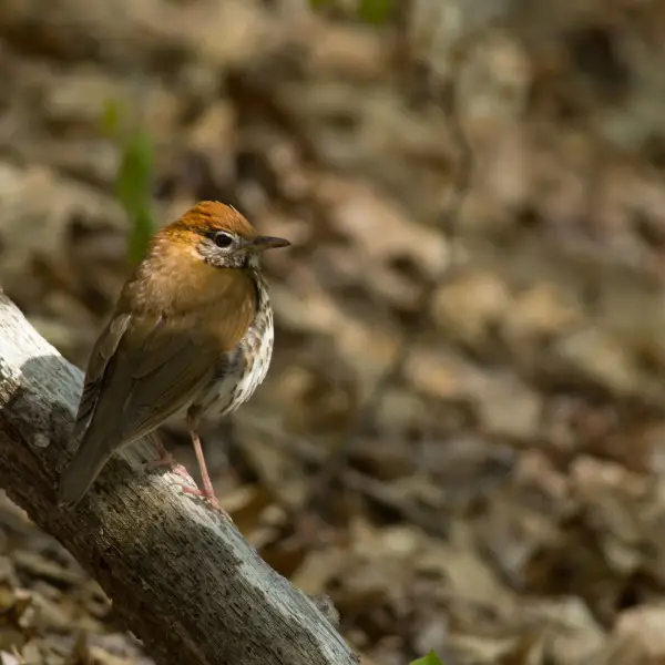 Wood Thrush Facts, Diet, Habitat & Pictures on Animalia.bio