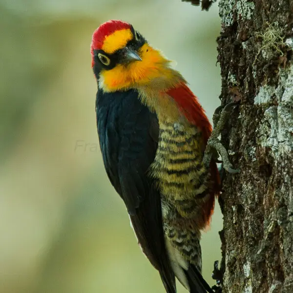 Yellow-fronted Woodpecker - Itatiaia_MG_1067
