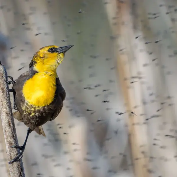 Yellow-headed Blackbird (m) with a "few" insects flying around.