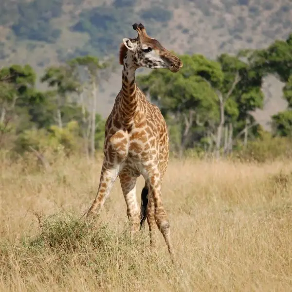 Young giraffe - Masai Mara