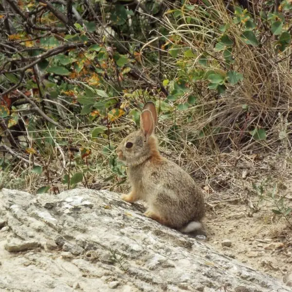 Young rabbit in brush