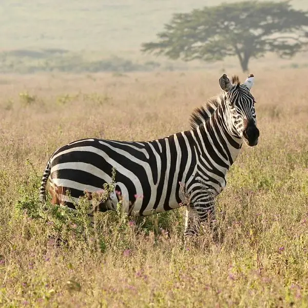 Plains Zebra photo