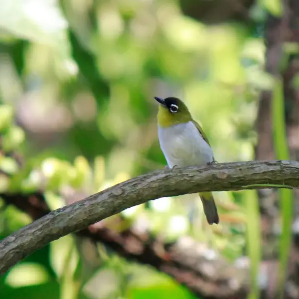 Black-fronted White-eye (Zosterops atrifrons atrifrons)