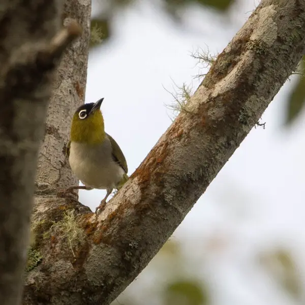 A Black-crowned White-eye in North Sulawesi, Indonesia.