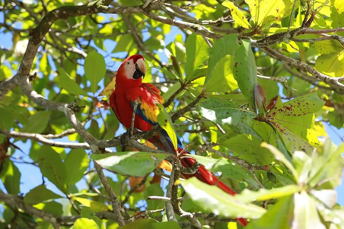 Scarlet Macaw photo