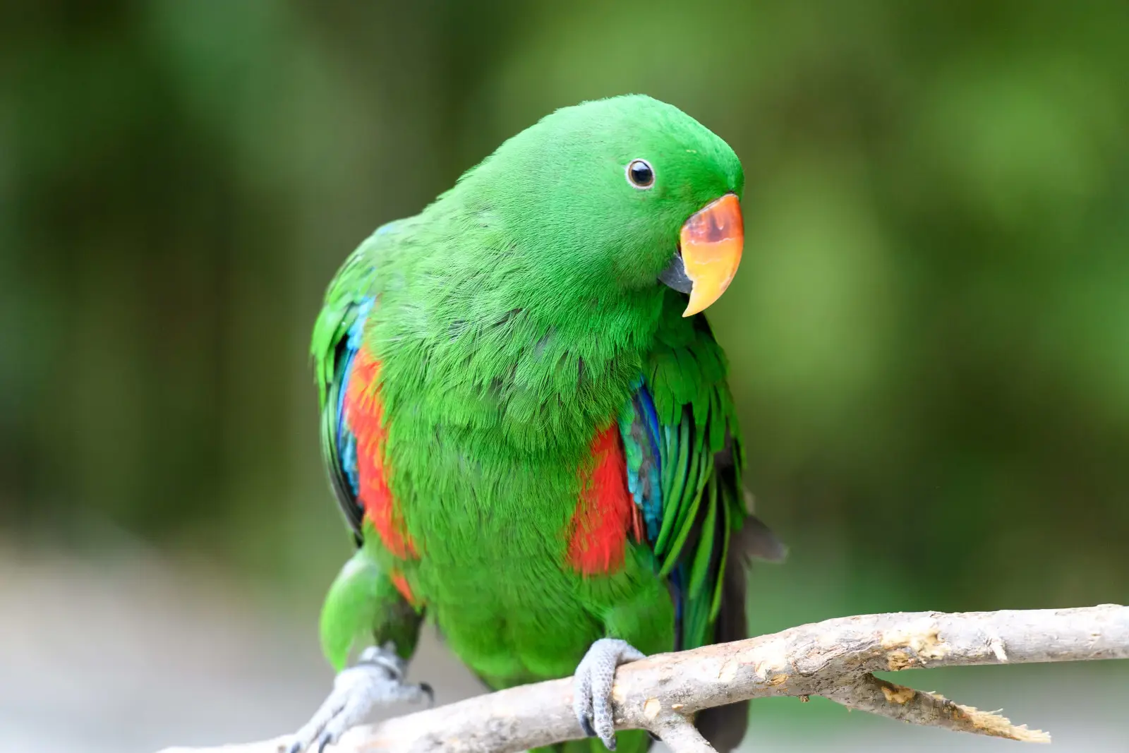 Eclectus Parrot Male