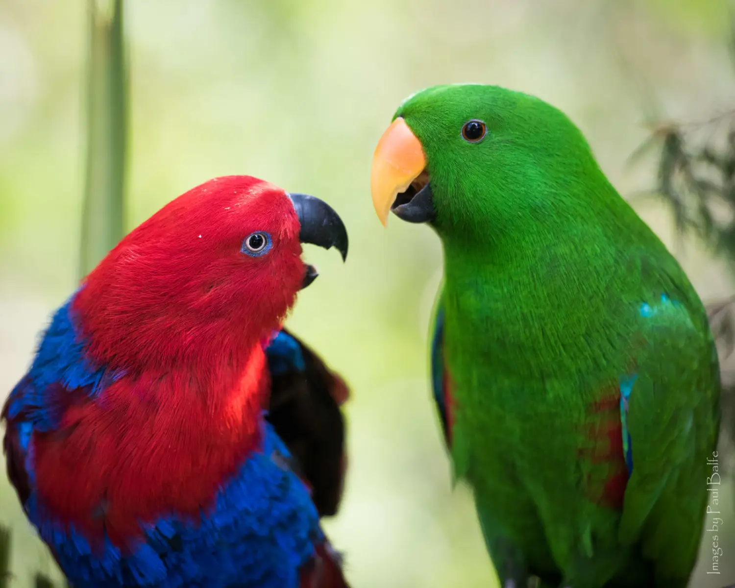 Eclectus Parrots