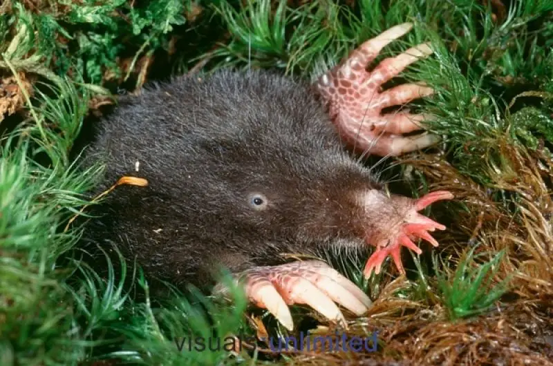 Star- Nosed Mole photo